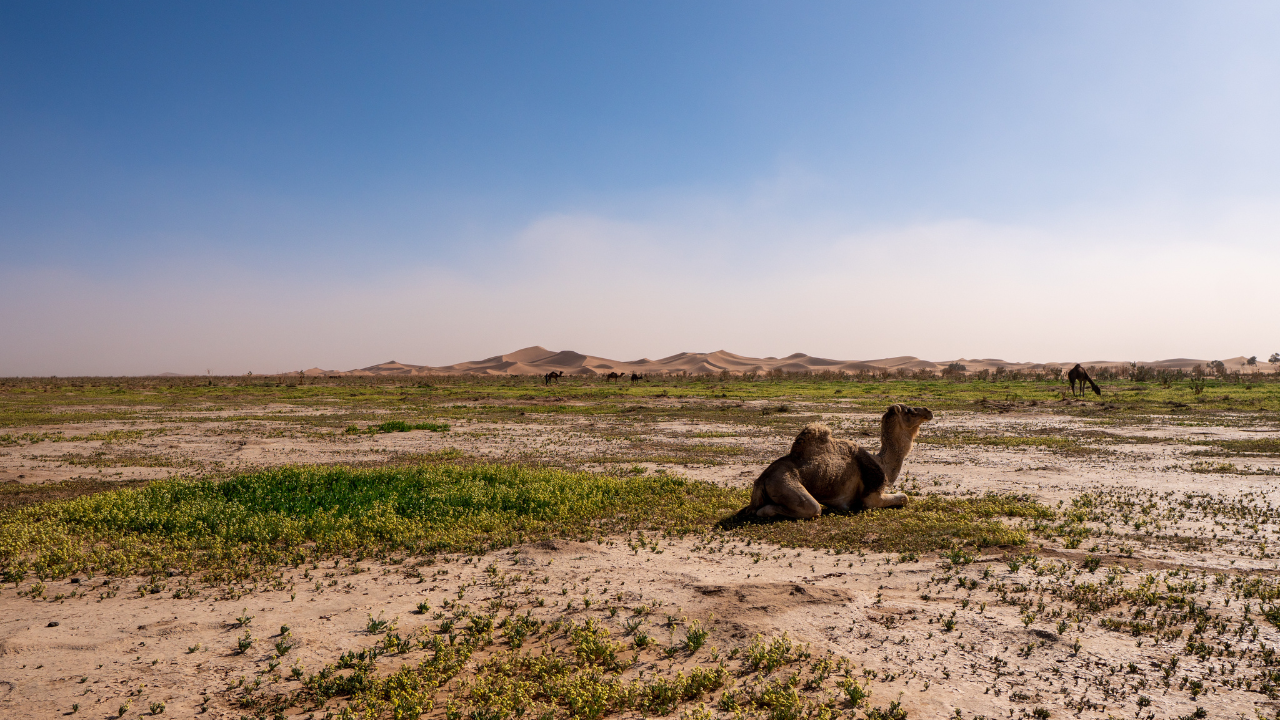 Kameltrekking Wandern Marokko