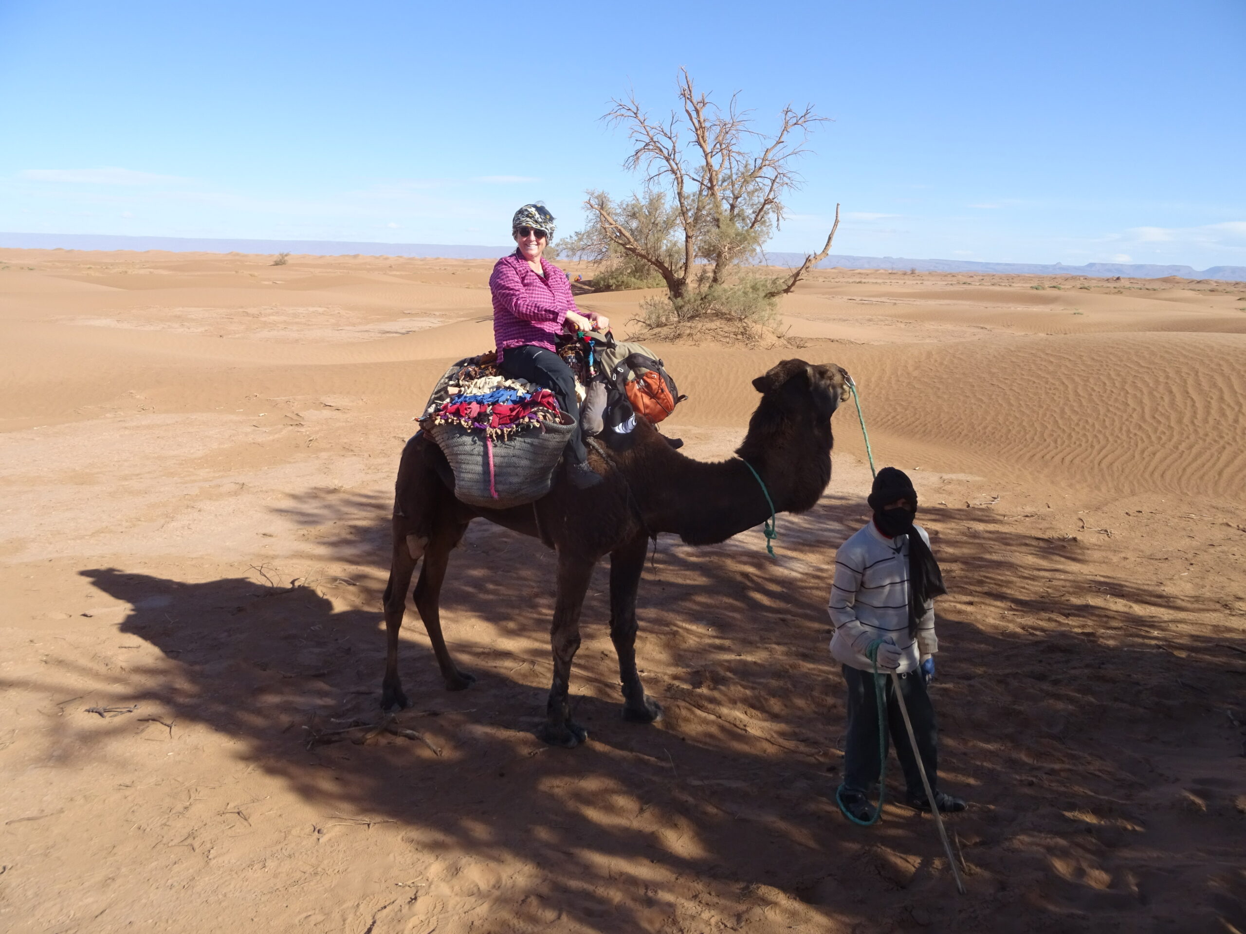 Sahara Trekking Camel