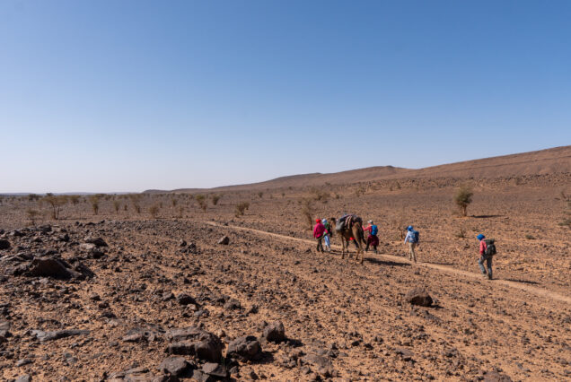 Sahara-Trekking: Steinwüste und Dünen1